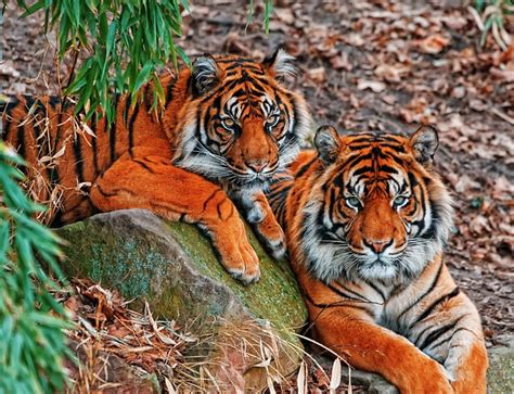 Más de 6 000 imágenes gratis de Tigres y Naturaleza